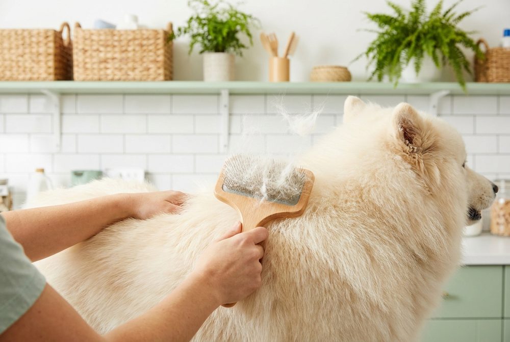 grooming in UAE heat